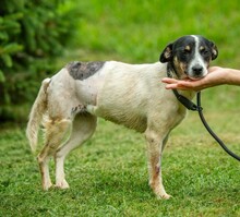 INGE, Hund, Jack Russell Terrier-Mix in Ungarn - Bild 6