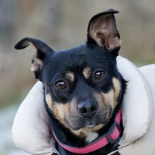 PILI, Hund, Mischlingshund in Ilmenau - Bild 1