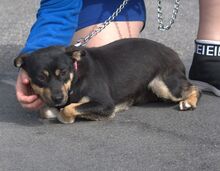 PILI, Hund, Mischlingshund in Ilmenau - Bild 12