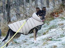 PILI, Hund, Mischlingshund in Ilmenau - Bild 3