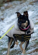 PILI, Hund, Mischlingshund in Ilmenau - Bild 4