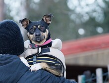 PILI, Hund, Mischlingshund in Ilmenau - Bild 5