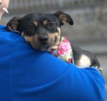 PILI, Hund, Pinscher-Mix in Ilmenau