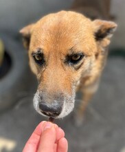 MISCHA, Hund, Mischlingshund in Griechenland - Bild 13