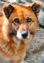 MISCHA, Hund, Mischlingshund in Griechenland - Bild 15