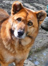 MISCHA, Hund, Mischlingshund in Griechenland - Bild 16