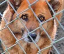 MISCHA, Hund, Mischlingshund in Griechenland - Bild 17