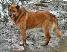 MISCHA, Hund, Mischlingshund in Griechenland - Bild 18
