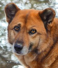 MISCHA, Hund, Mischlingshund in Griechenland - Bild 19