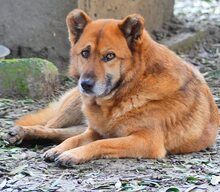 MISCHA, Hund, Mischlingshund in Griechenland - Bild 21