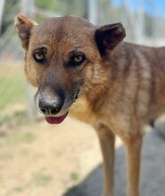 MISCHA, Hund, Mischlingshund in Griechenland - Bild 3