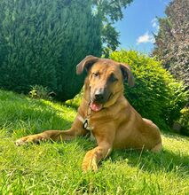 OSMAN, Hund, Herdenschutzhund-Mix in Algermissen - Bild 1