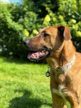 OSMAN, Hund, Herdenschutzhund-Mix in Algermissen - Bild 7