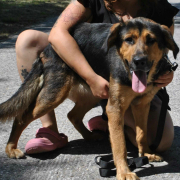 BORBALA, Hund, Mischlingshund in Slowakische Republik - Bild 4