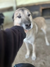 PAULI, Hund, Mischlingshund in Rumänien - Bild 2