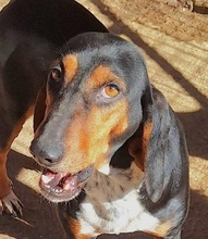 QUEEN, Hund, Griechische Bracke in Griechenland - Bild 1