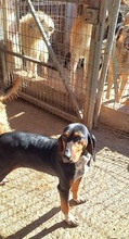 QUEEN, Hund, Griechische Bracke in Griechenland - Bild 2