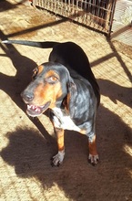 QUEEN, Hund, Griechische Bracke in Griechenland - Bild 3