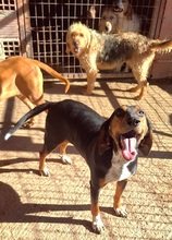 QUEEN, Hund, Griechische Bracke in Griechenland - Bild 4
