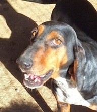 QUEEN, Hund, Griechische Bracke in Griechenland - Bild 5