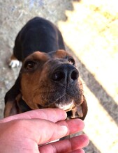 QUEEN, Hund, Griechische Bracke in Griechenland - Bild 6