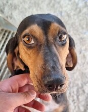 QUEEN, Hund, Griechische Bracke in Griechenland - Bild 7
