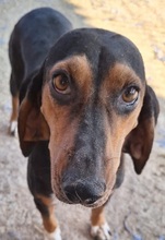 QUEEN, Hund, Griechische Bracke in Griechenland - Bild 8