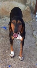 QUEEN, Hund, Griechische Bracke in Griechenland - Bild 9