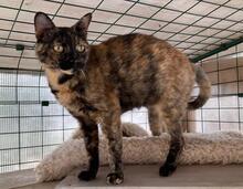 LOVE, Katze, Europäisch Kurzhaar in Kiel - Bild 14
