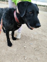 FRANZISKO, Hund, Mischlingshund in Spanien - Bild 10