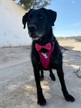 FRANZISKO, Hund, Mischlingshund in Spanien - Bild 14