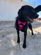 FRANZISKO, Hund, Mischlingshund in Spanien - Bild 16