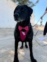 FRANZISKO, Hund, Mischlingshund in Spanien - Bild 2