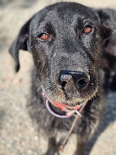 FRANZISKO, Hund, Mischlingshund in Spanien - Bild 3