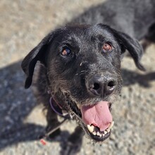 FRANZISKO, Hund, Mischlingshund in Spanien - Bild 5