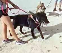 FRANZISKO, Hund, Mischlingshund in Spanien - Bild 8