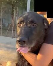 FRANZISKO, Hund, Mischlingshund in Spanien - Bild 9