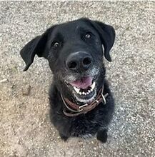 FRANZISKO, Hund, Mischlingshund in Wiesloch