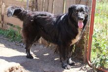 NAOMI, Hund, Maremmano-Mix in Italien - Bild 10