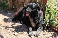NAOMI, Hund, Maremmano-Mix in Italien - Bild 11
