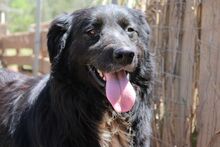 NAOMI, Hund, Maremmano-Mix in Italien - Bild 12