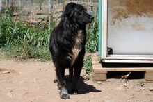 NAOMI, Hund, Maremmano-Mix in Italien - Bild 13