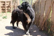 NAOMI, Hund, Maremmano-Mix in Italien - Bild 14