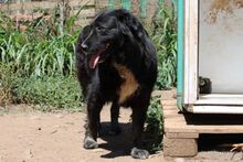 NAOMI, Hund, Maremmano-Mix in Italien - Bild 15