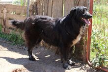 NAOMI, Hund, Maremmano-Mix in Italien - Bild 16