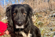 NAOMI, Hund, Maremmano-Mix in Weinheim