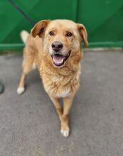 JAI, Hund, Mischlingshund in Slowakische Republik - Bild 1