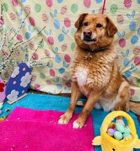 JAI, Hund, Mischlingshund in Slowakische Republik - Bild 10