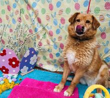 JAI, Hund, Mischlingshund in Slowakische Republik - Bild 11