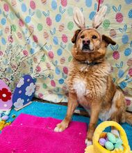 JAI, Hund, Mischlingshund in Slowakische Republik - Bild 12